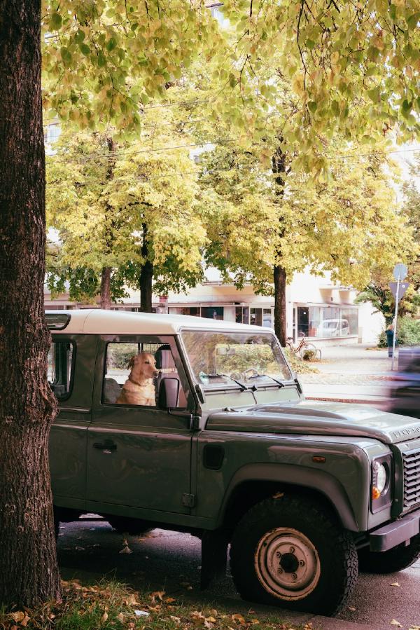 Doggy Land Rover driver